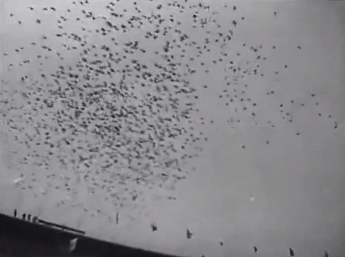 Pigeons Poop on Hitler's Games