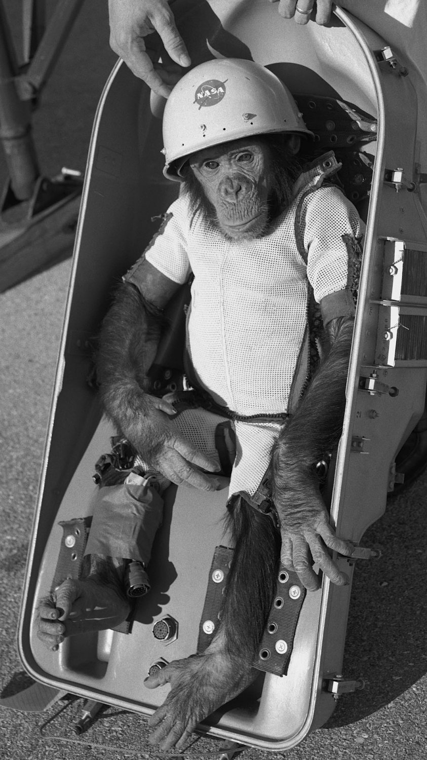 Ham the Astrochimp