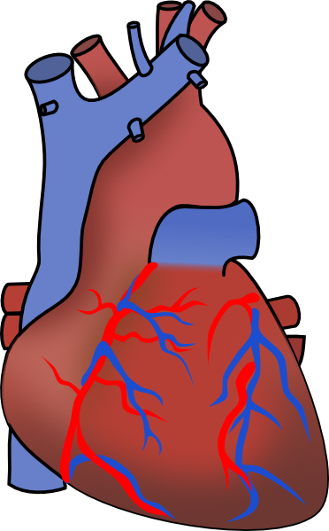 Baboon to Human Heart Transplant