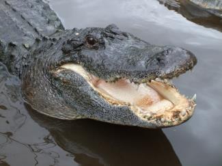 Alligator