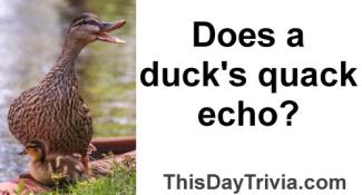 Does a duck's quack echo?