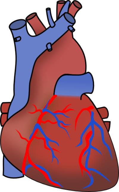 Baboon to Human Heart Transplant