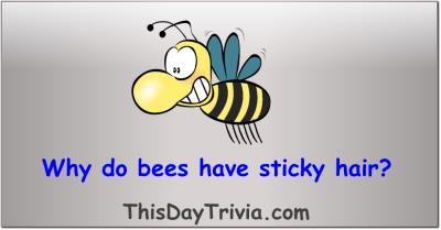 Why do bees have sticky hair?